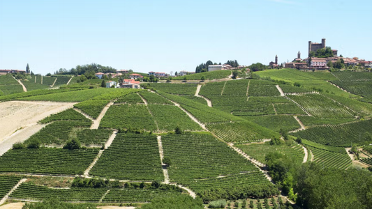 Barolo: Italy's King of Wine - A Guide to Massolino, Nebbiolo, and Why You Should Be Cellaring Italian Red Wine Right Now
