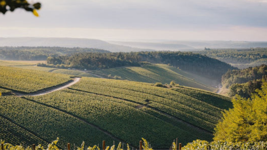 Grower Champagne Explained: Why Perth Wine Lovers Are Choosing Artisan Champagne Over Big Houses